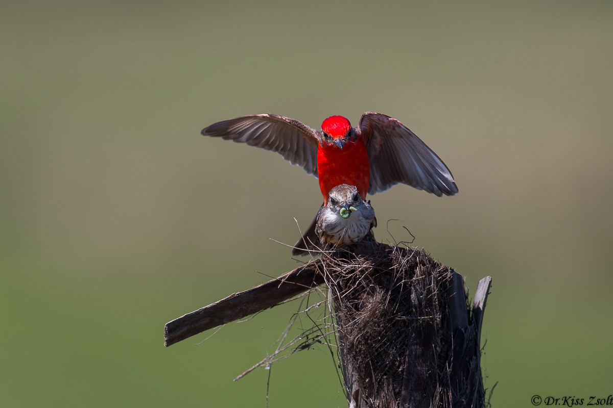 L'accoppiamento di Vermilion pigliamosche iii.