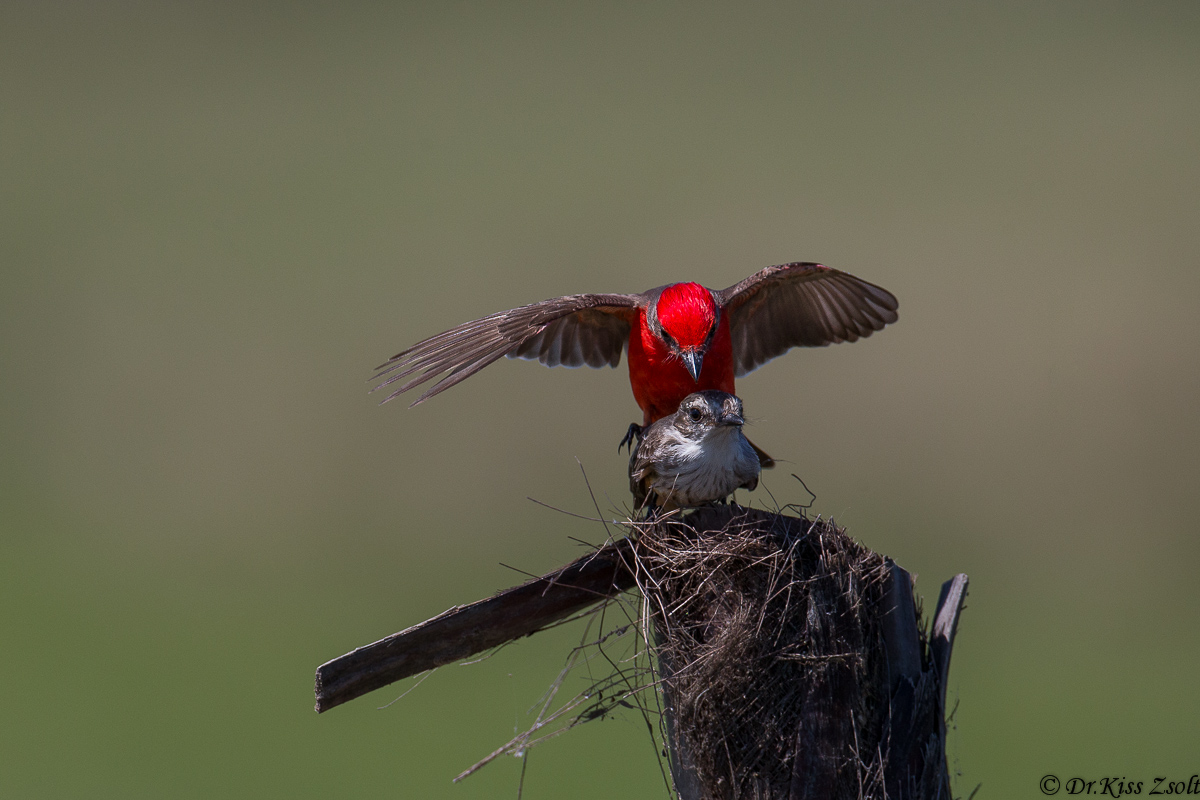 L'accoppiamento di Vermilion pigliamosche IV.
