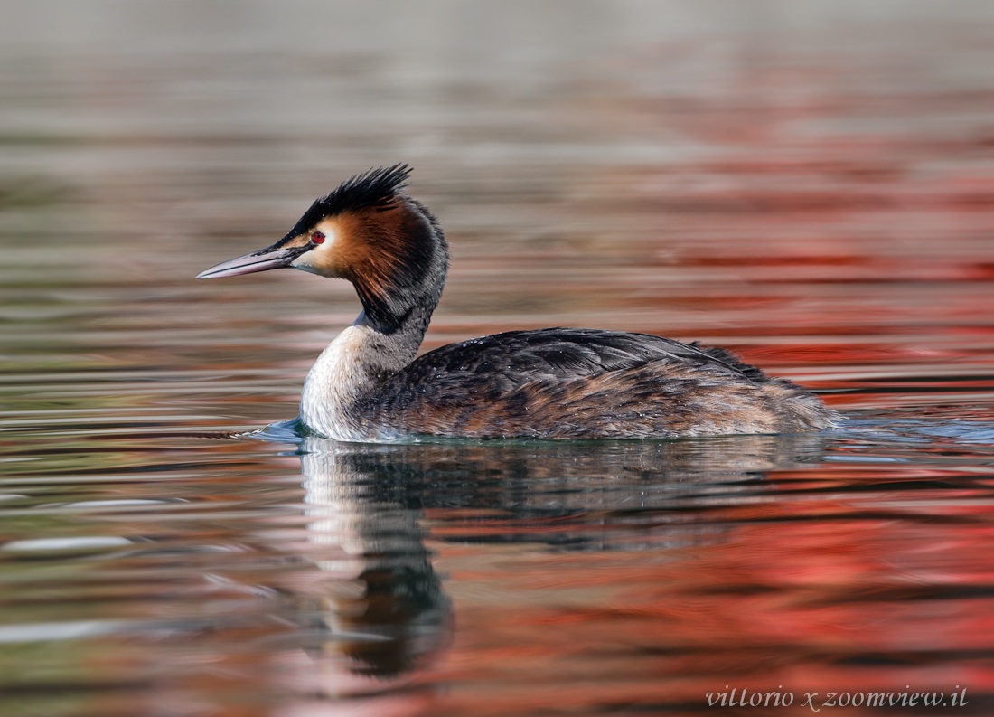 grebe
