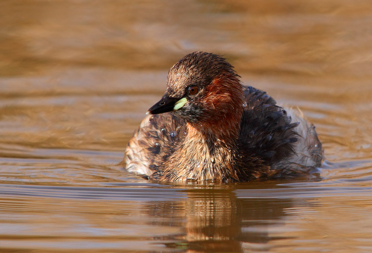 Little Grebe