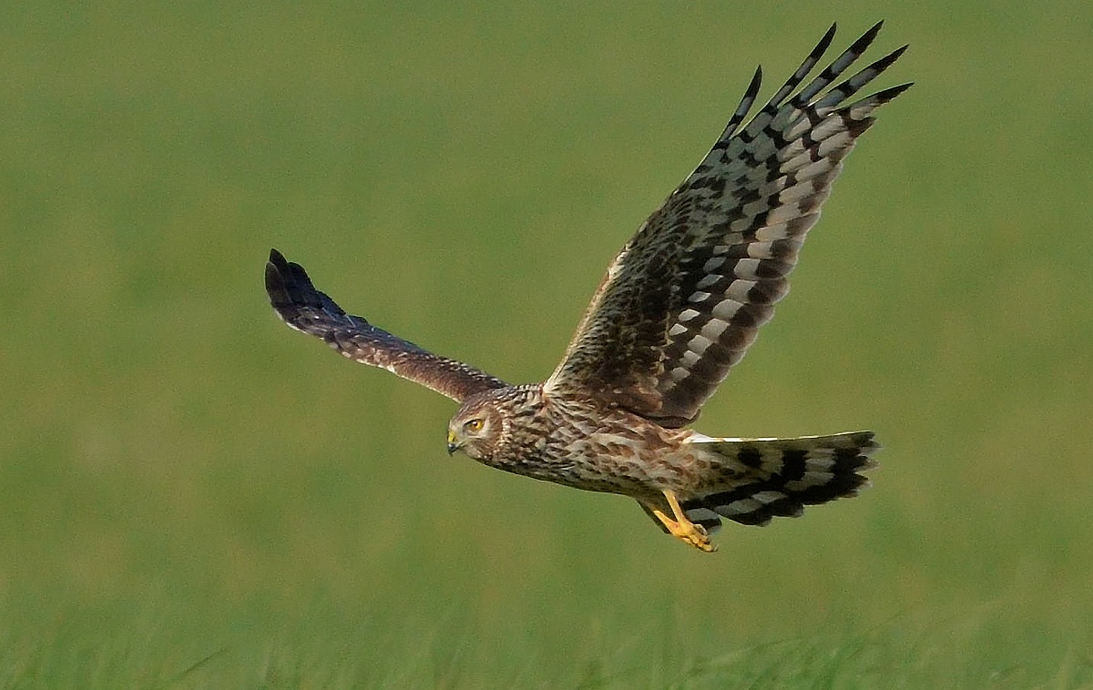 Harrier female