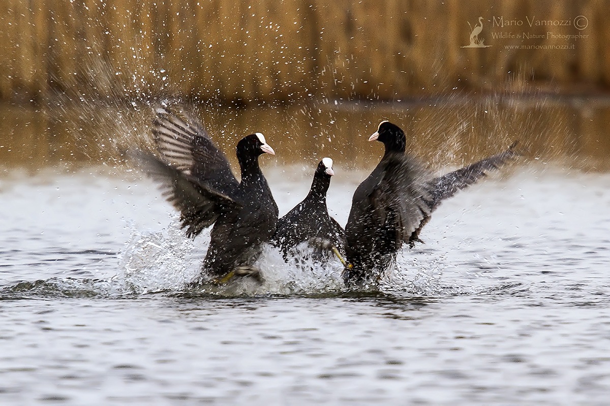 Coots - combattomento three.