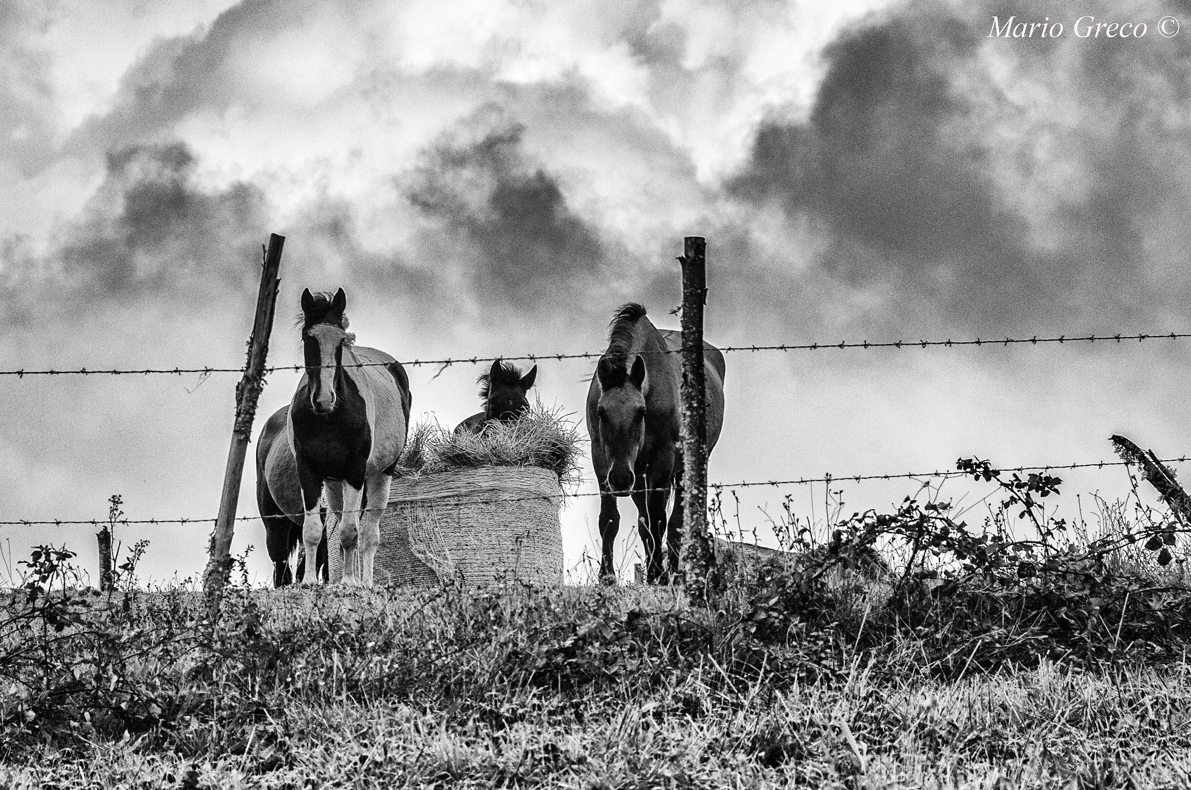 Il pasto serale aspettando la pioggia