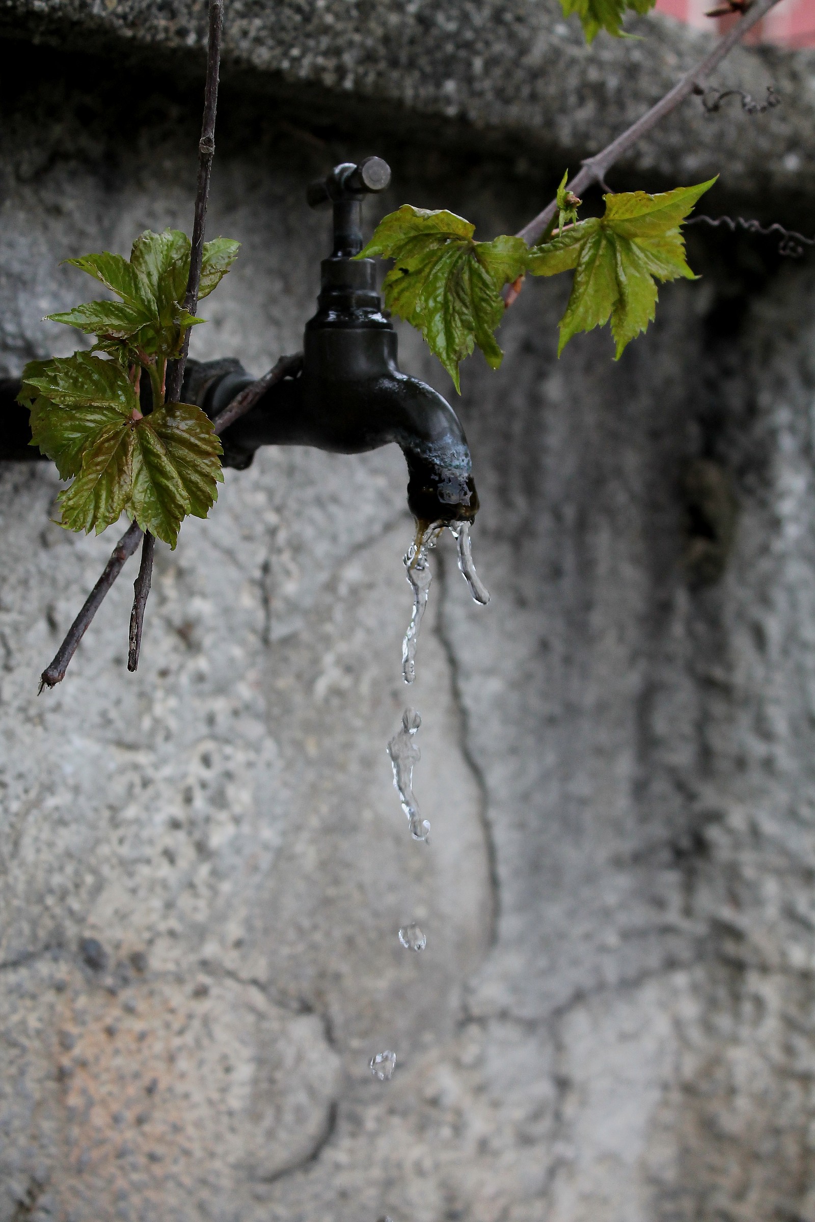 Fontanella dripping ....