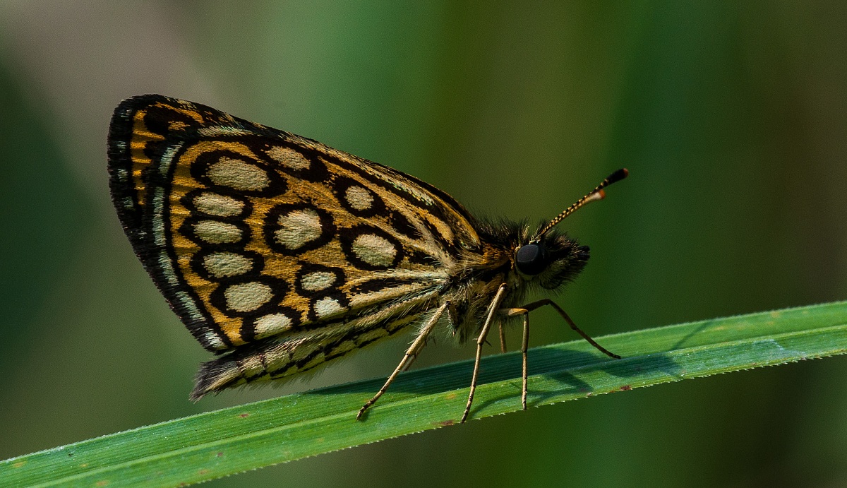 Etheropterus Morpheus