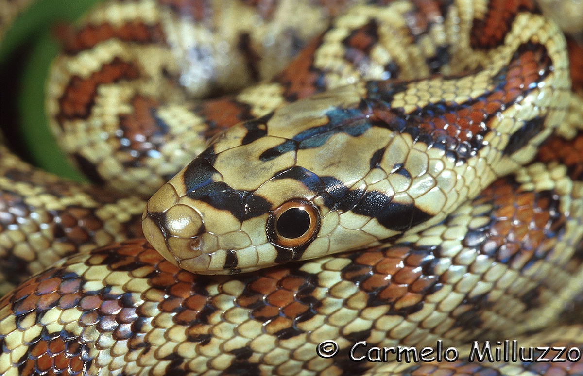 Leopardino snake (Elaphe situla)