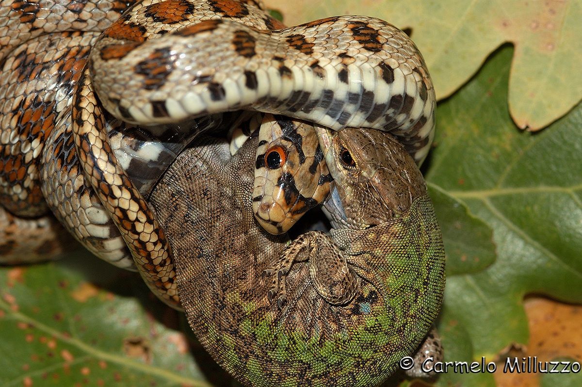Leopard snake and the prey