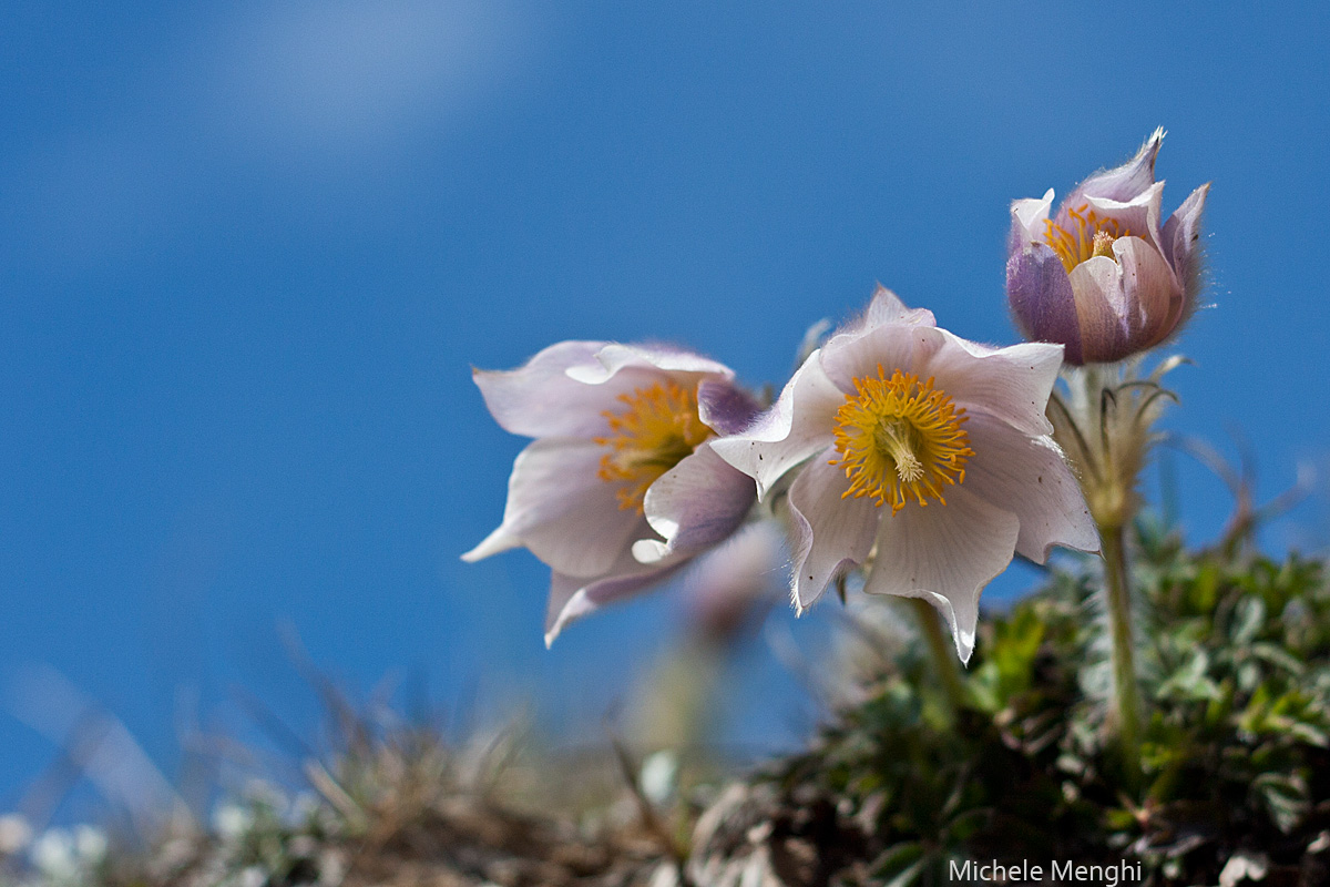Pulsatilla Vernalis