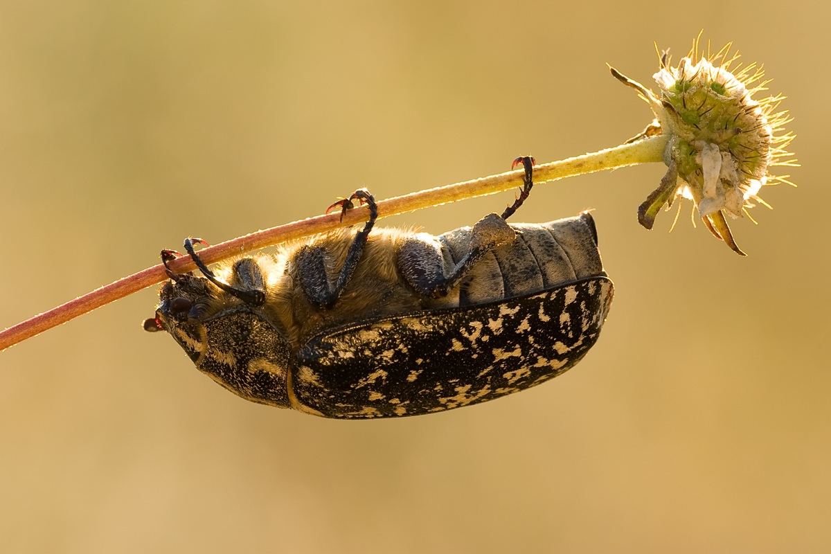 Polyphylla fullo (female)