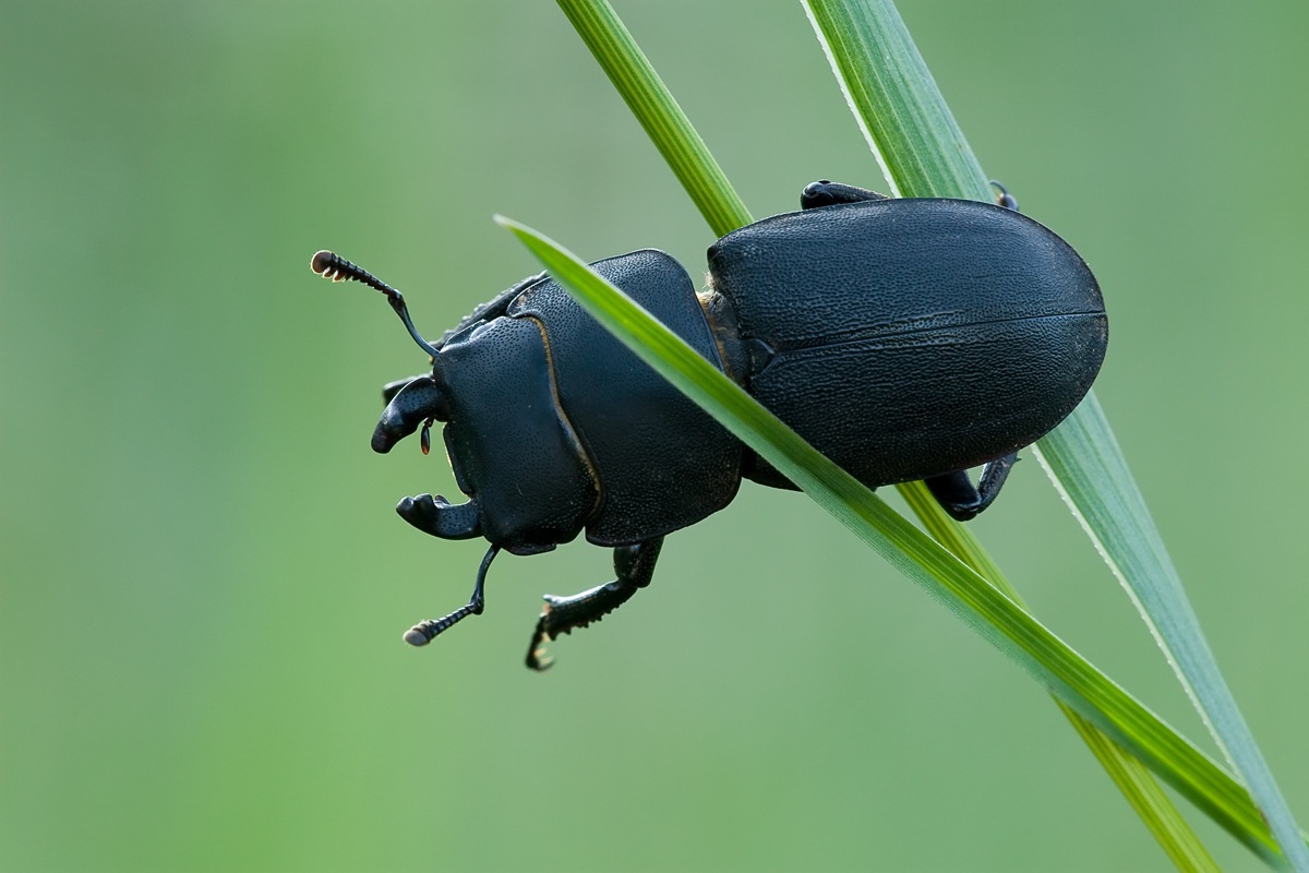 Dorcus parallelipipedus