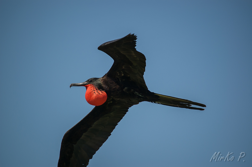 Fregata maschio!