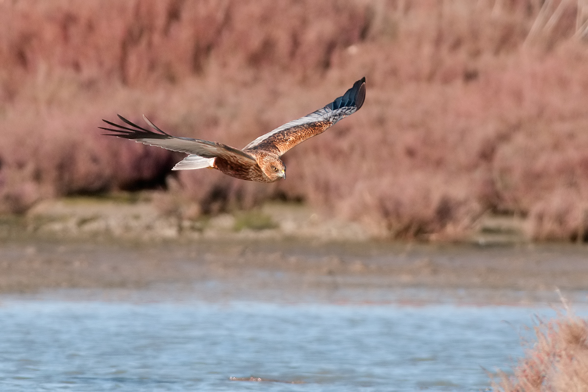 Marsh Harrier