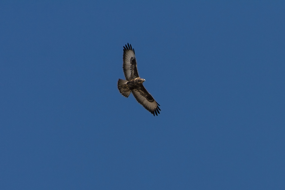 Buteo buteo