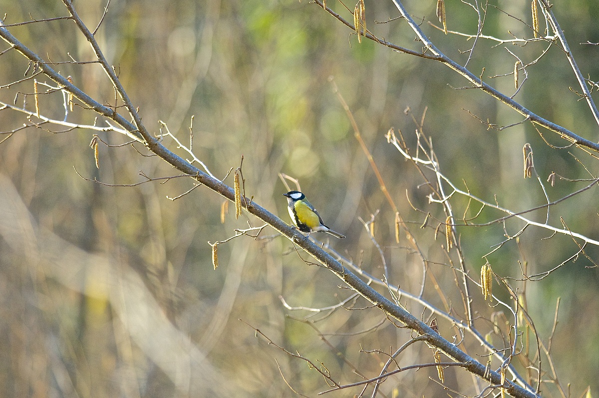 annunciatrice di primavera!