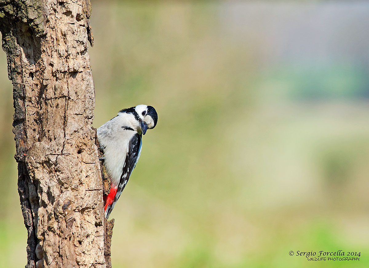 Woodpecker