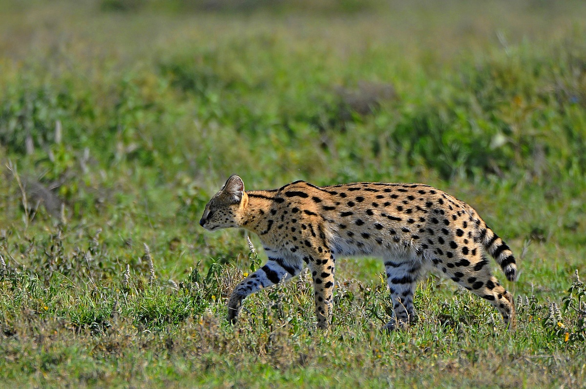 Serval in caccia