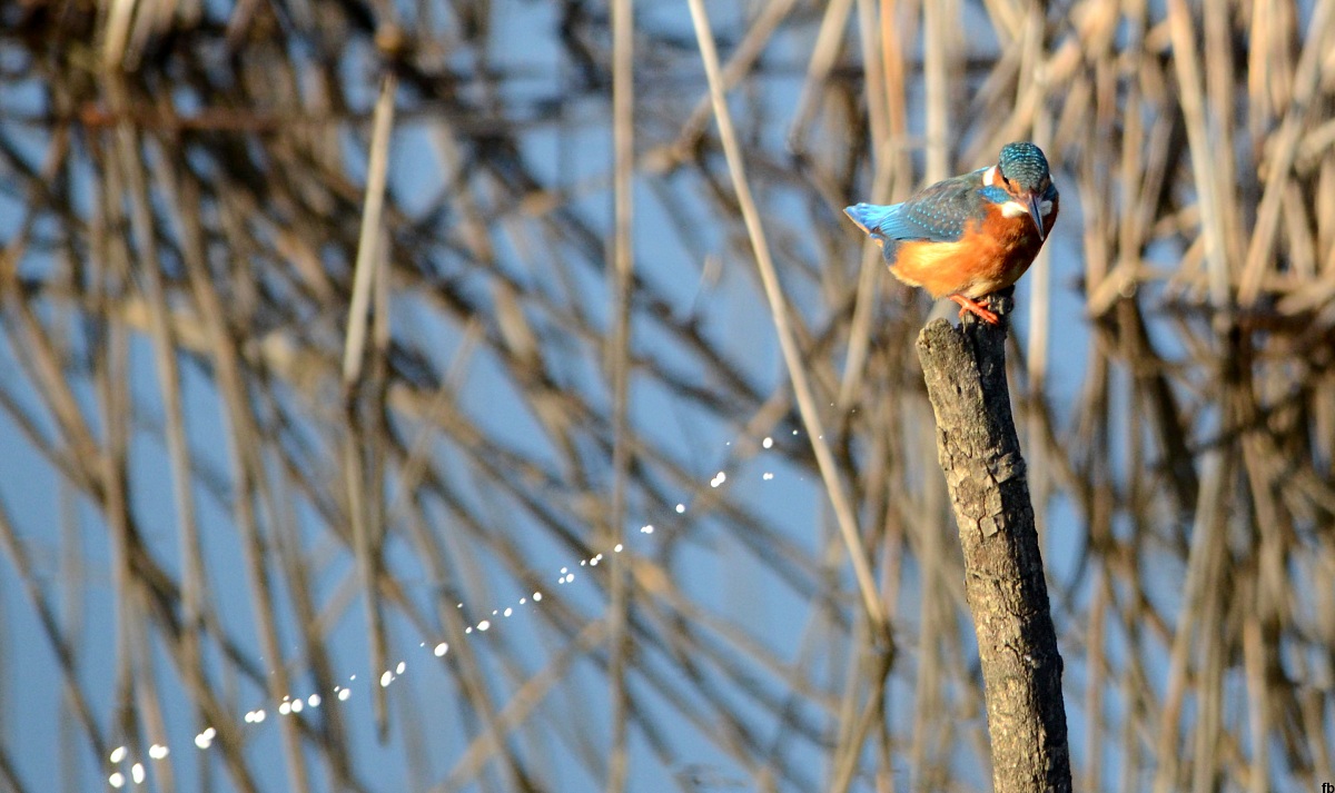 il regalo del martino