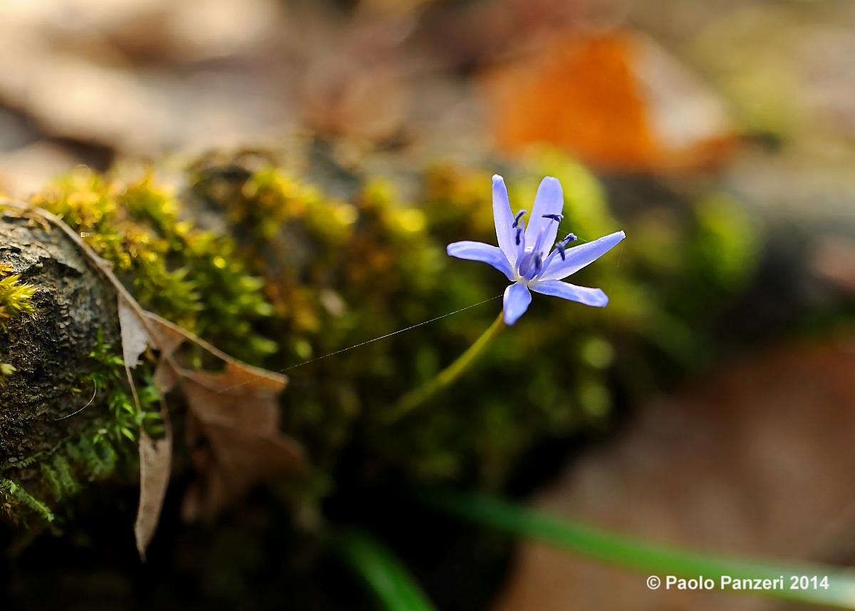 Essential Natural Color