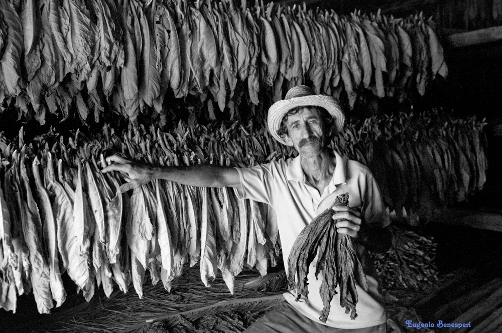 Cuba - coltivazione del tabacco