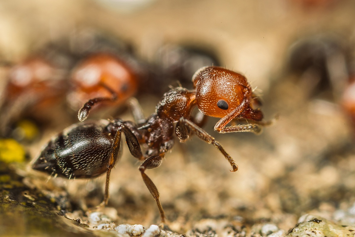 Red Ant (Formica rufa)