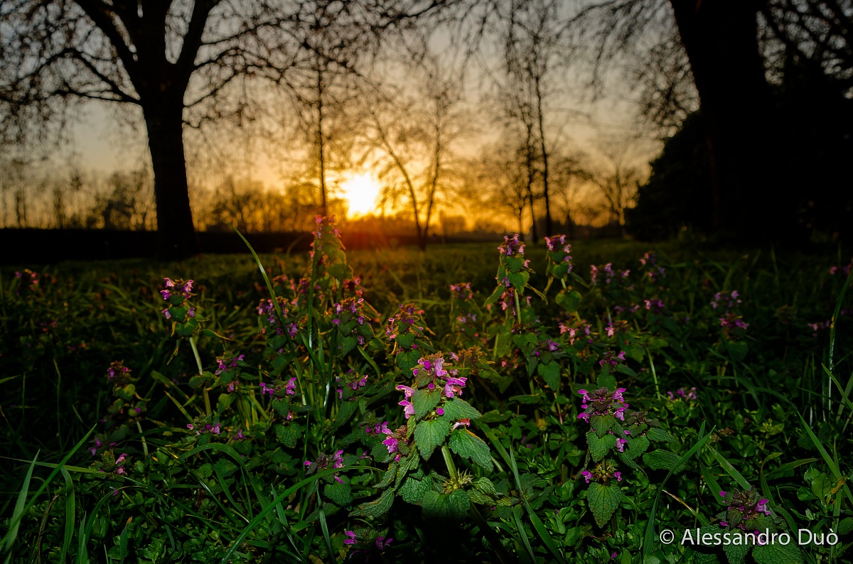 Sunset of Flowers