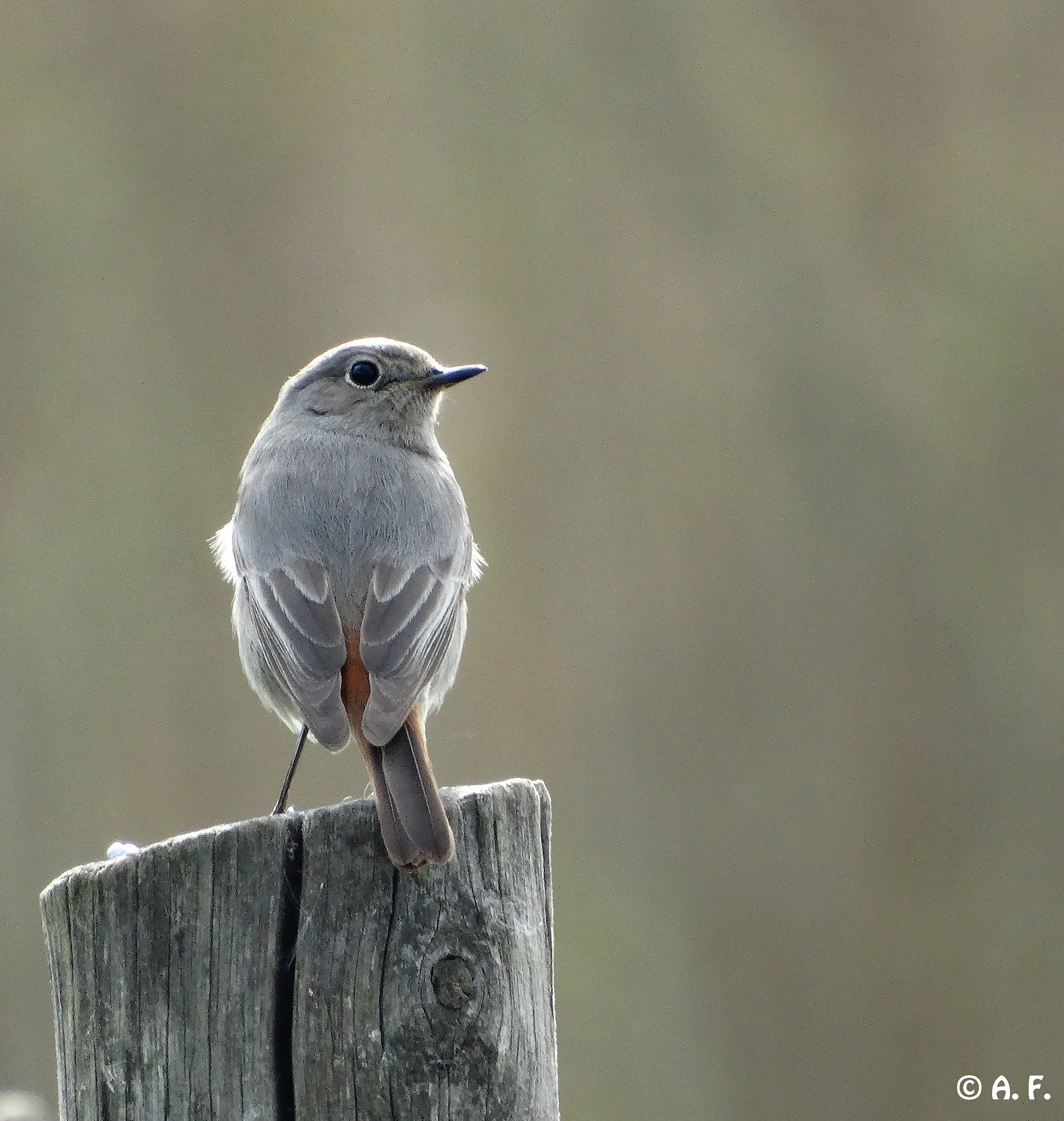 Black Redstart