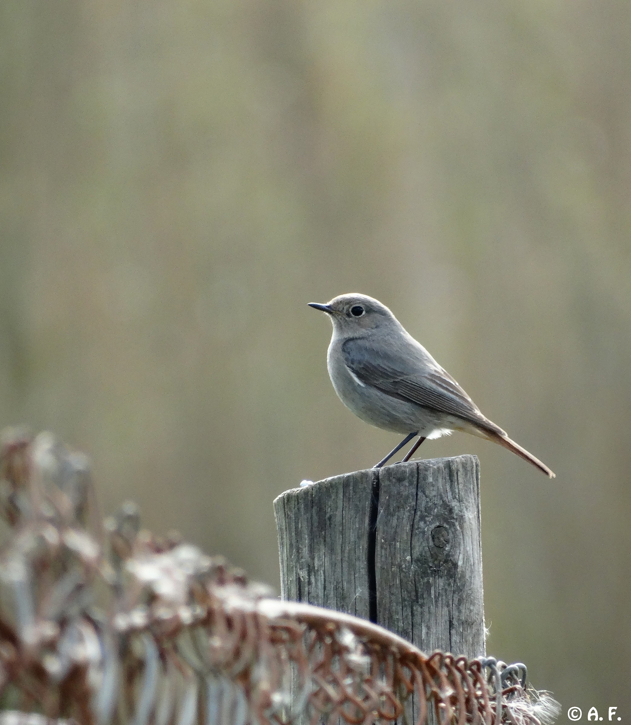 Codirosso spazzacamino
