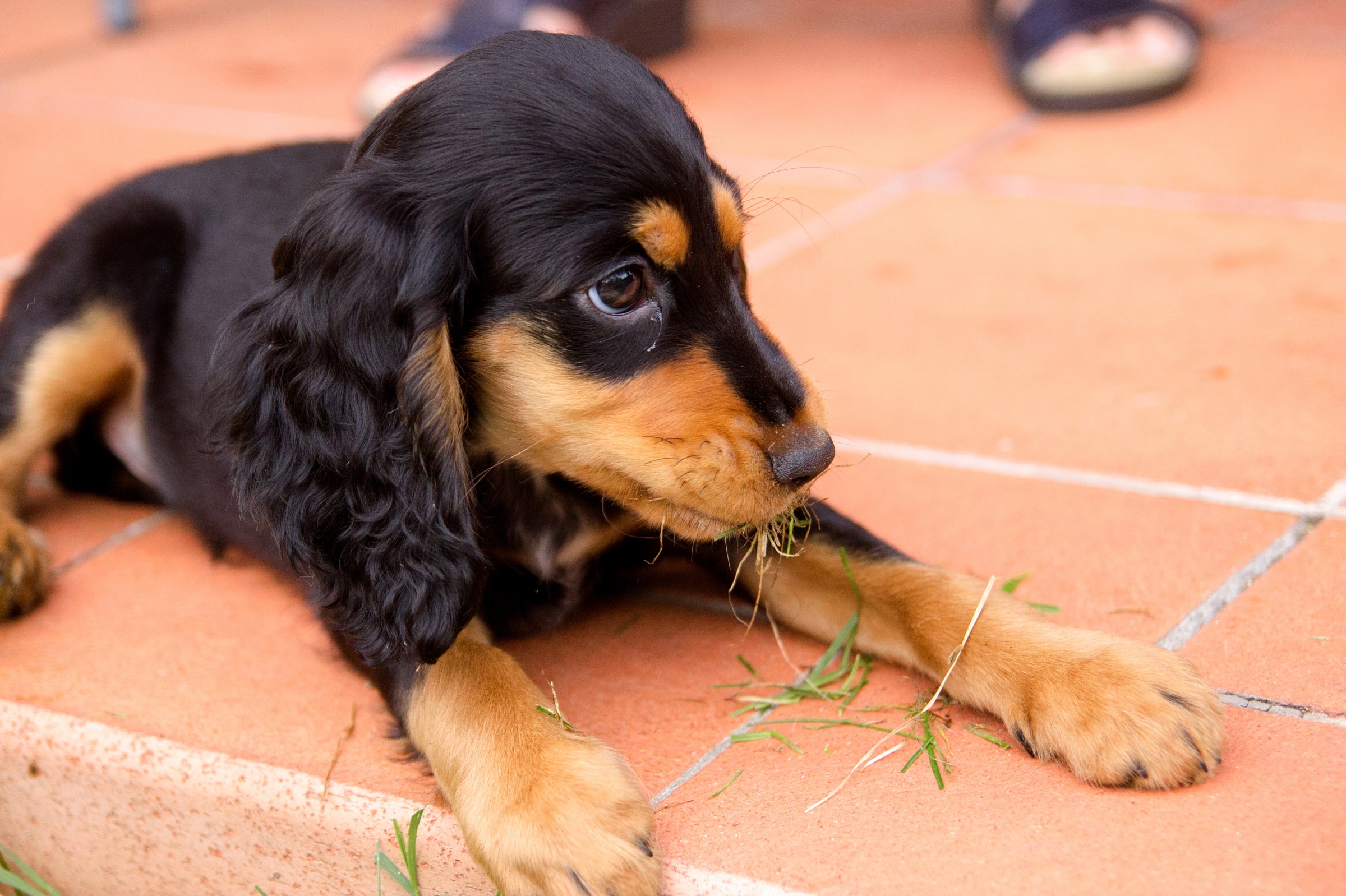 che avessi un'antenato pecora ?