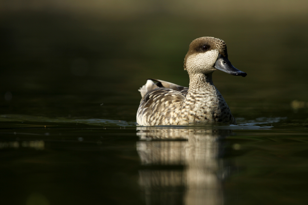 Centro Cicogne e Anatidi di Racconigi