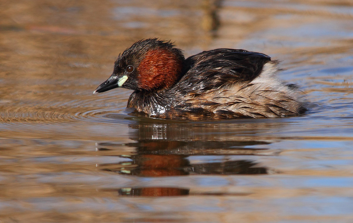 Little Grebe