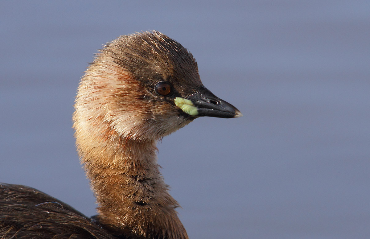 Little Grebe