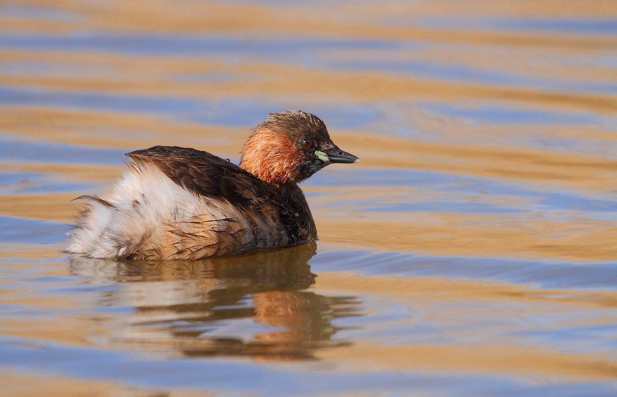 Little Grebe