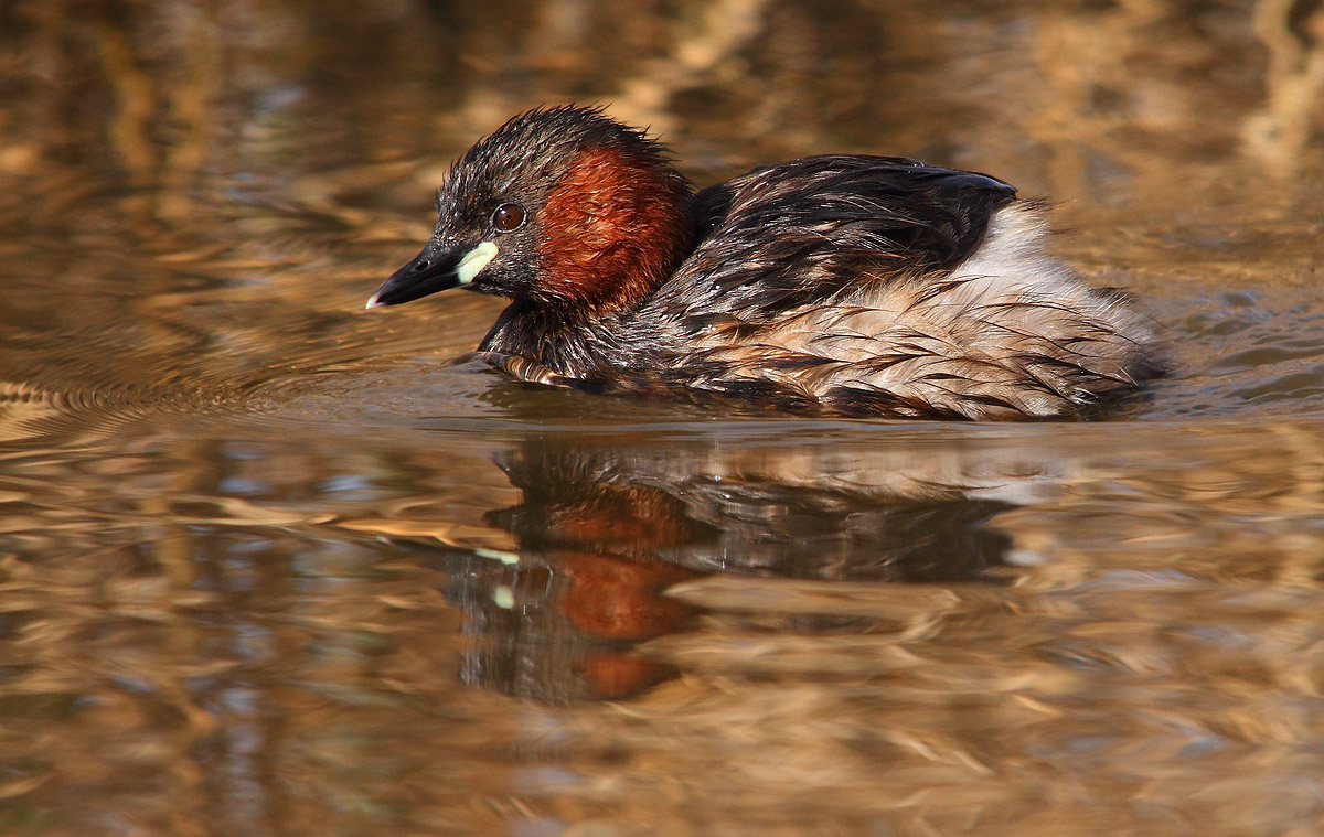 Little Grebe