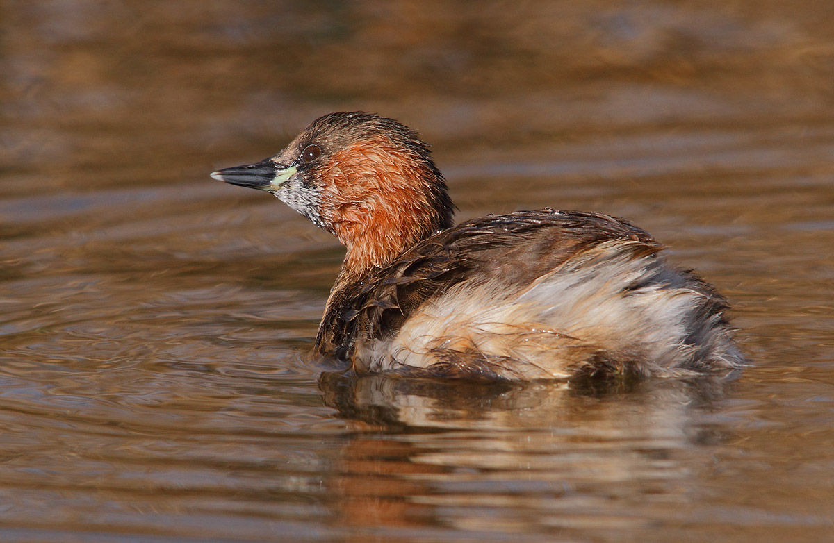 Little Grebe