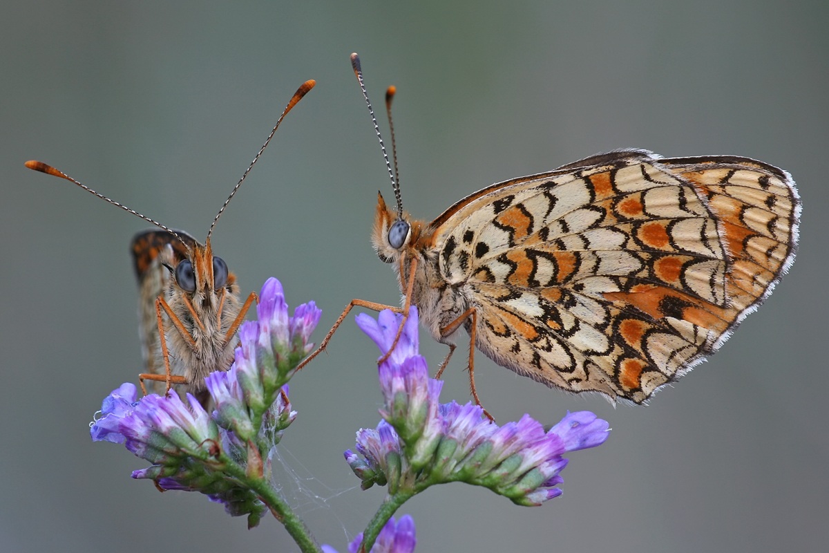 Melitaea phoebe