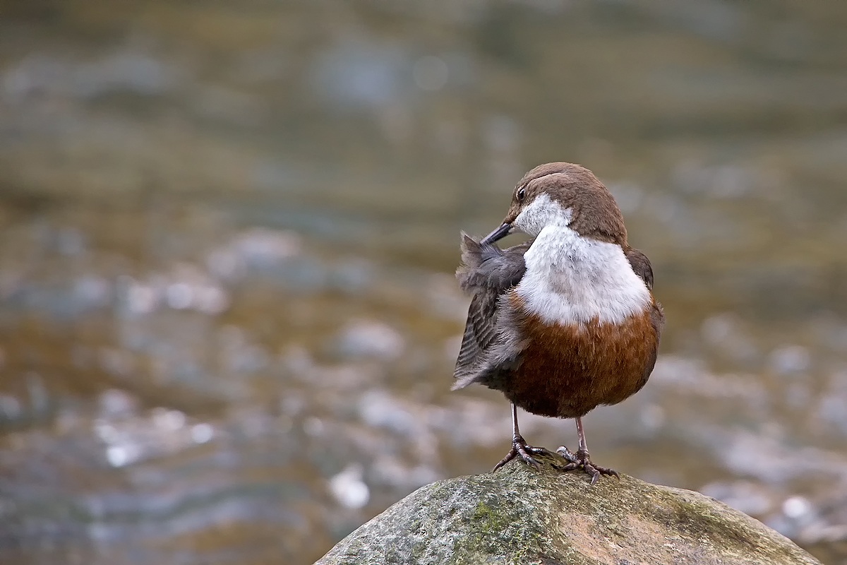 Dipper (Cinclus cinclus)