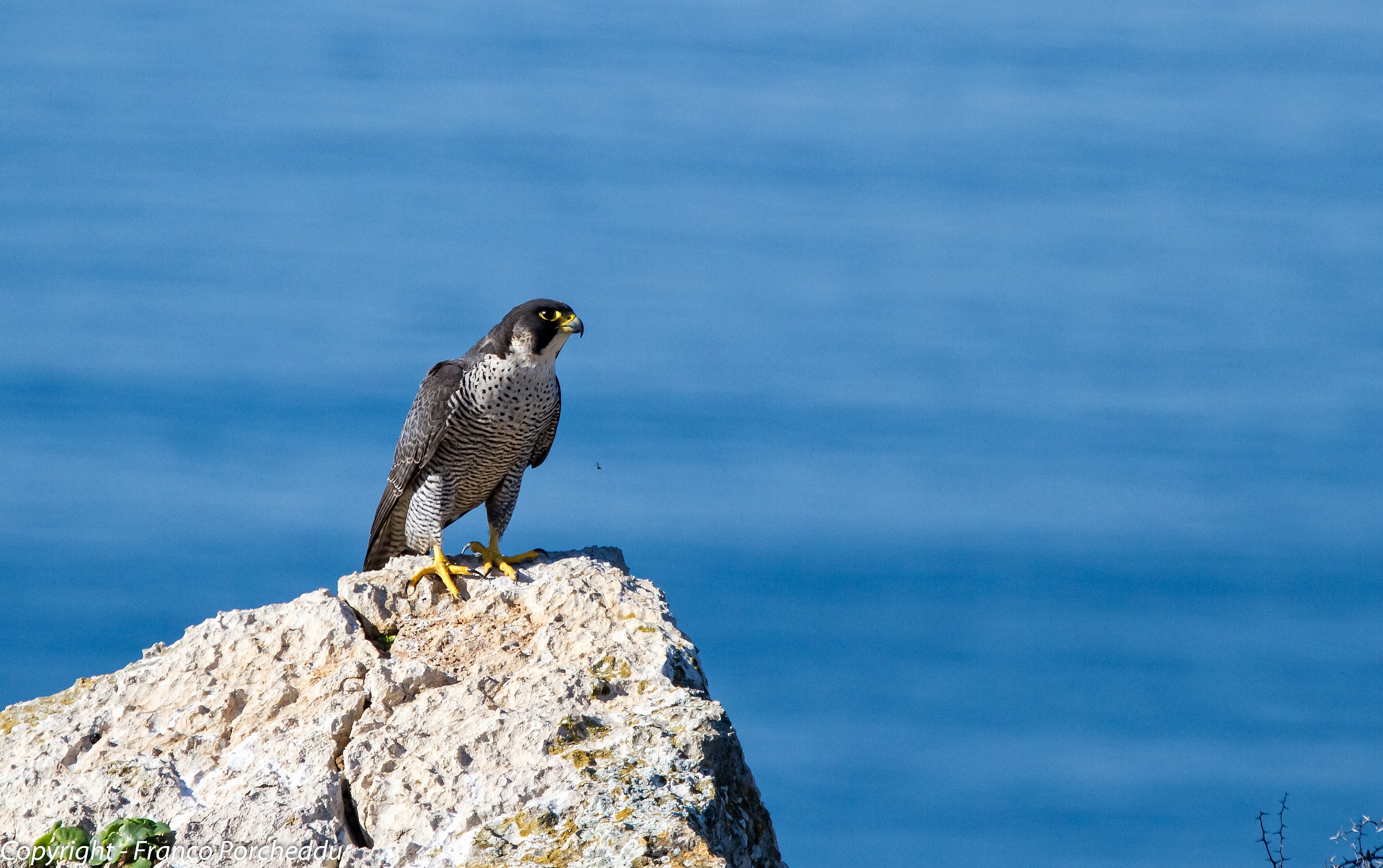 Peregrine Falcon 3