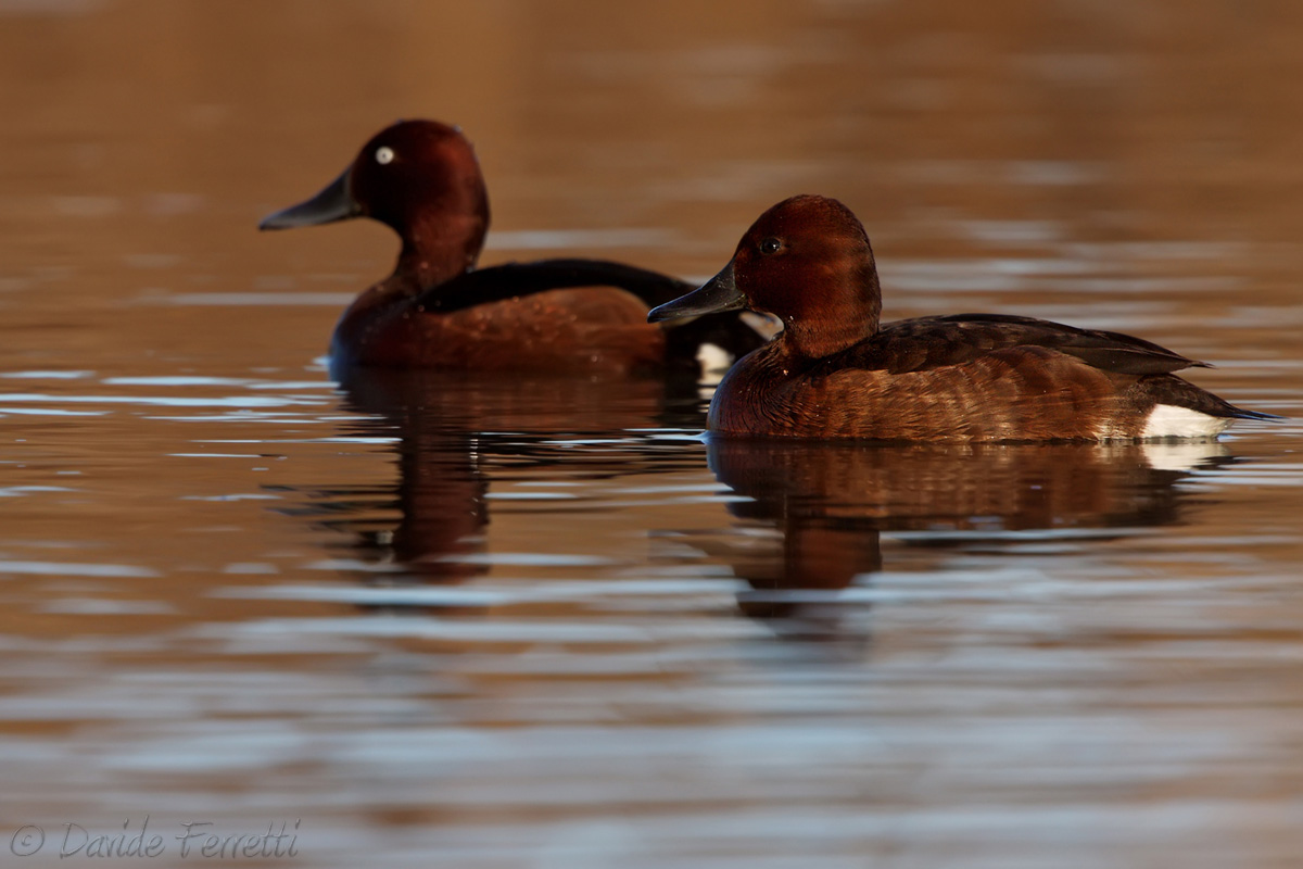 Pair of ferruginous