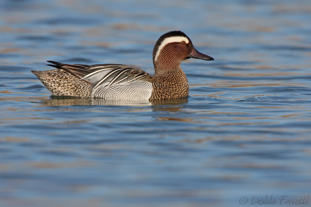 Garganey male