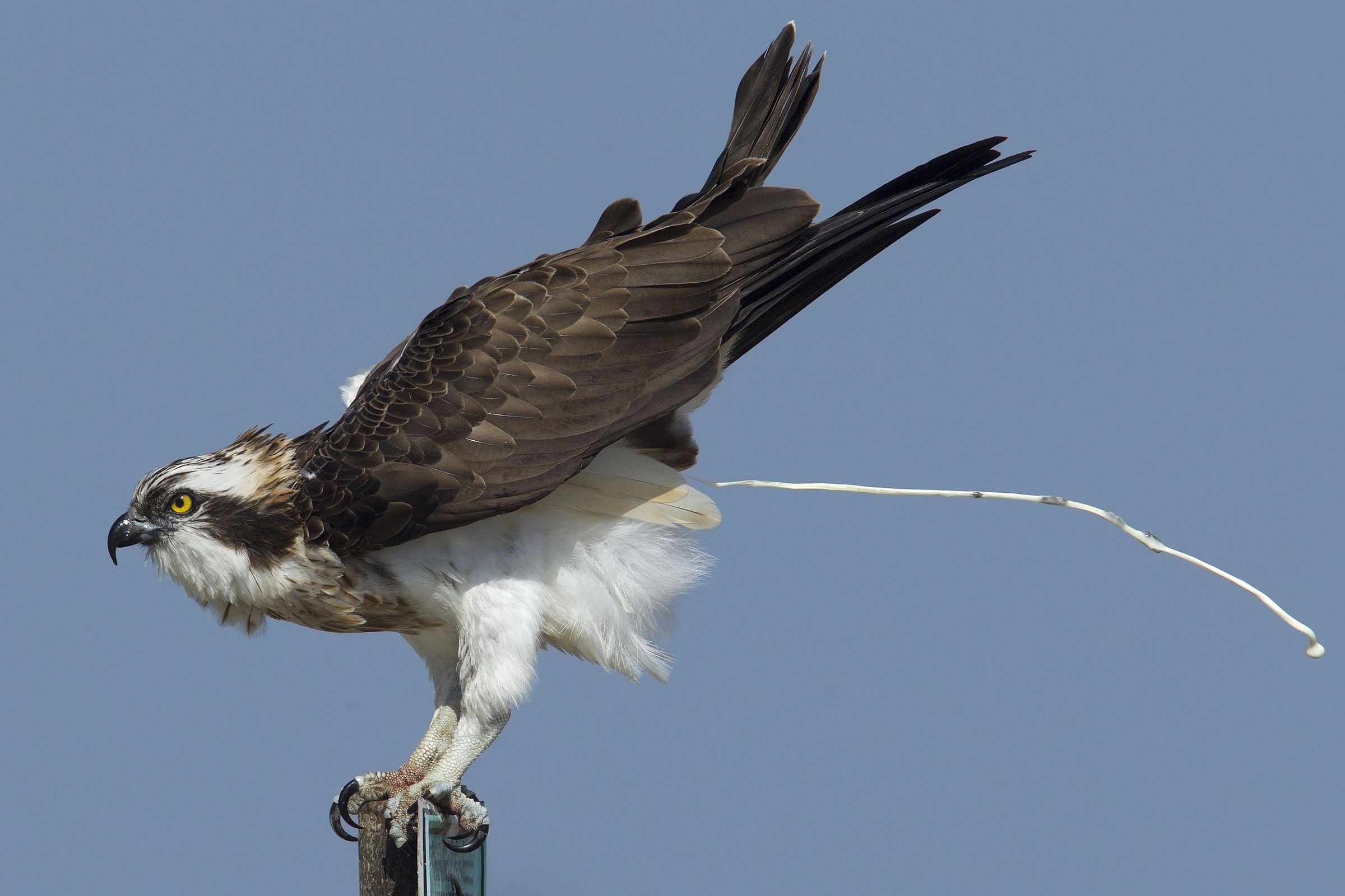 Nel momento dello sforzo supremo ......