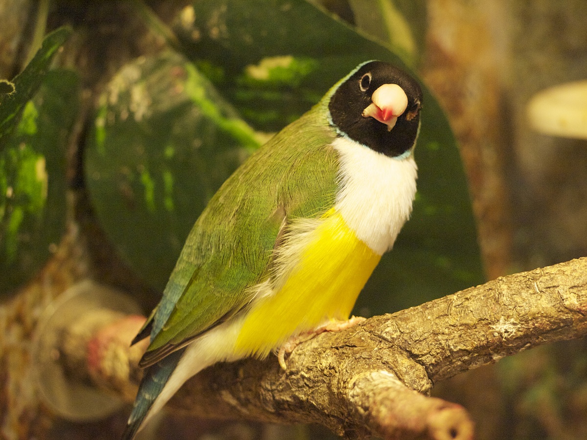 Gouldian Finch