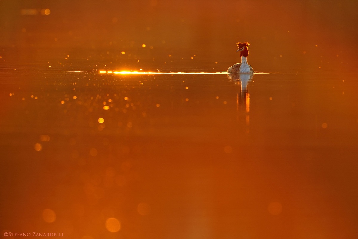 Luce...svasso maggiore