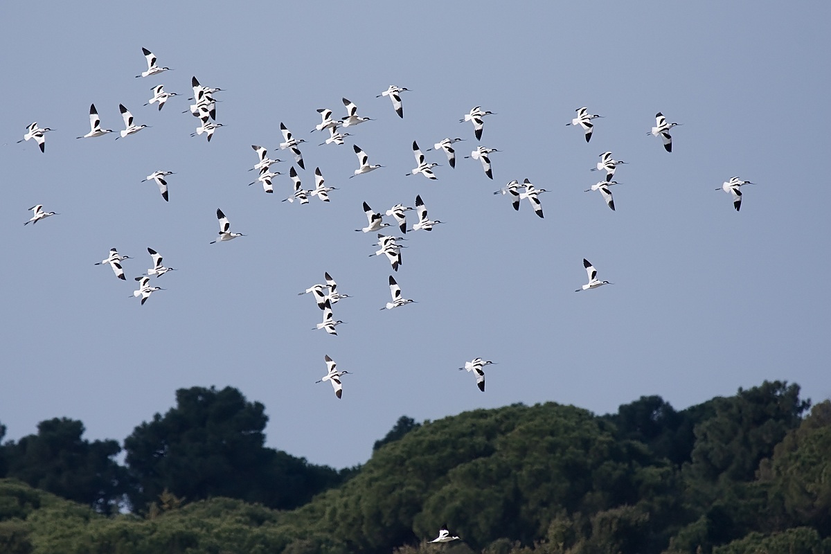 Avocette in volo