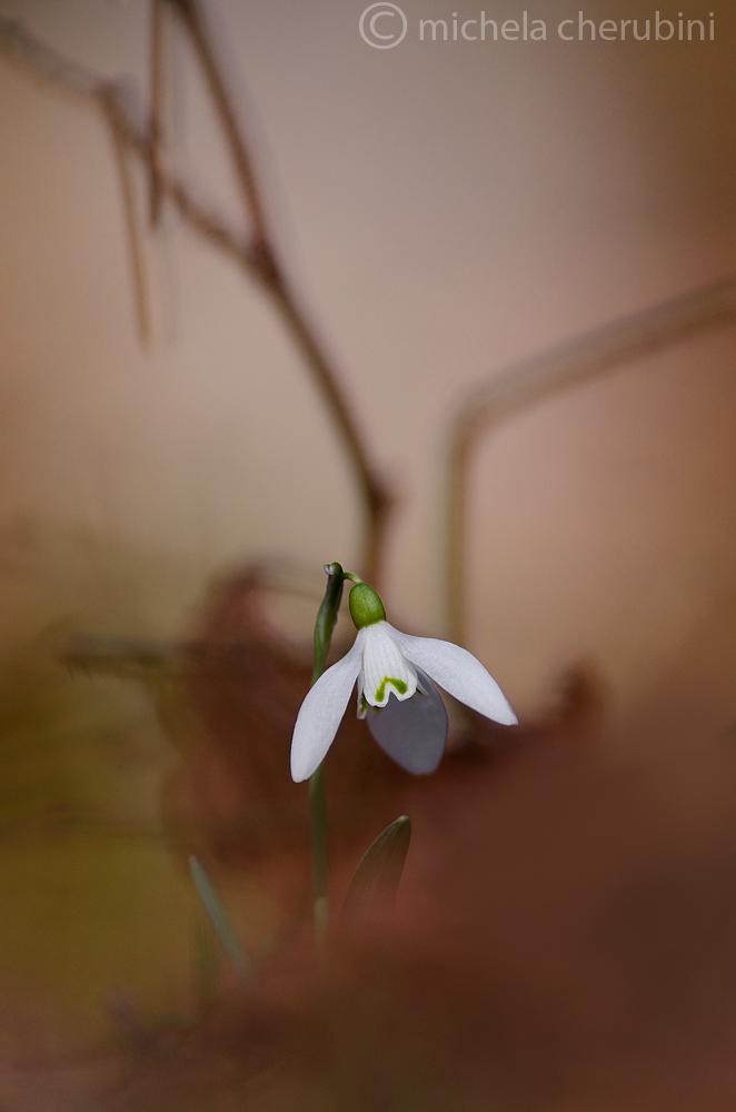 snowdrop