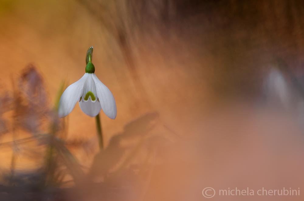 snowdrop