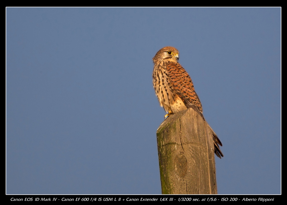 Kestrel