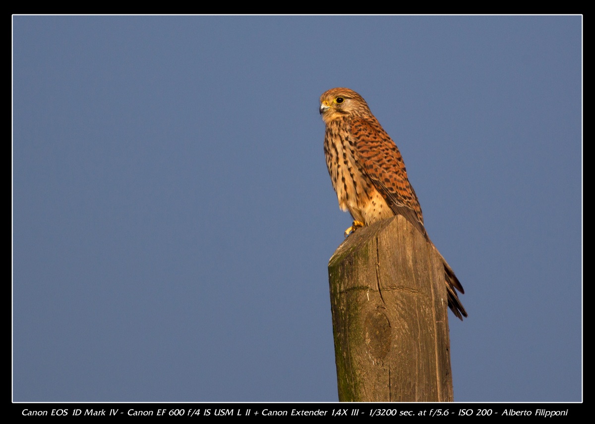 Kestrel