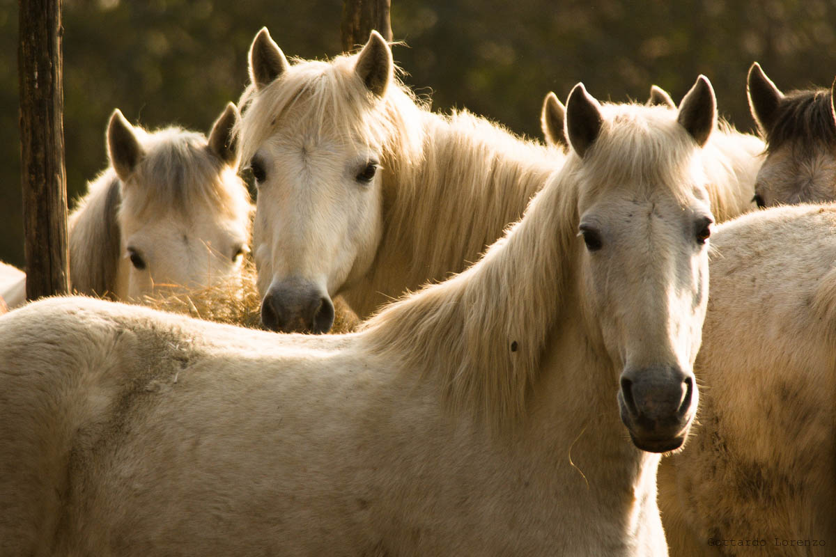 cavalli della Camargue