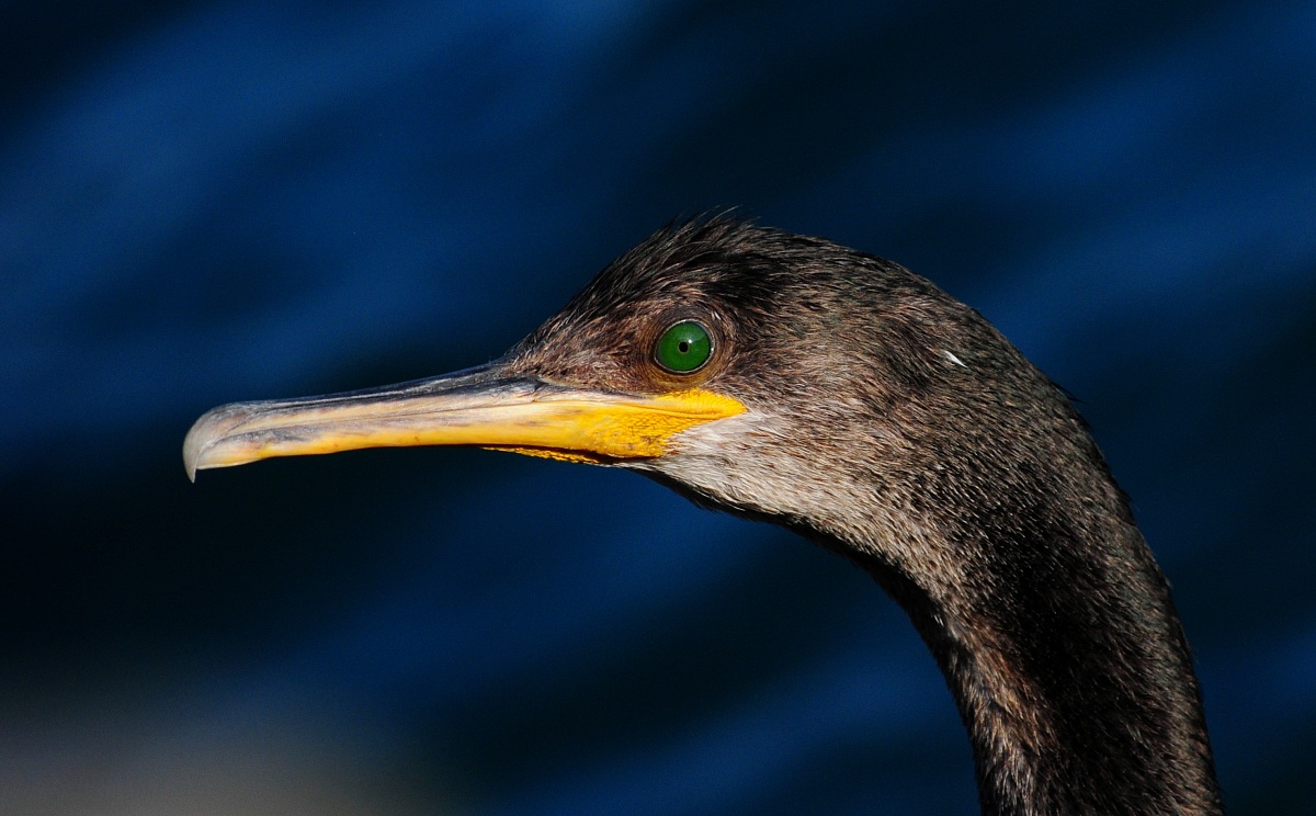 Cormorano