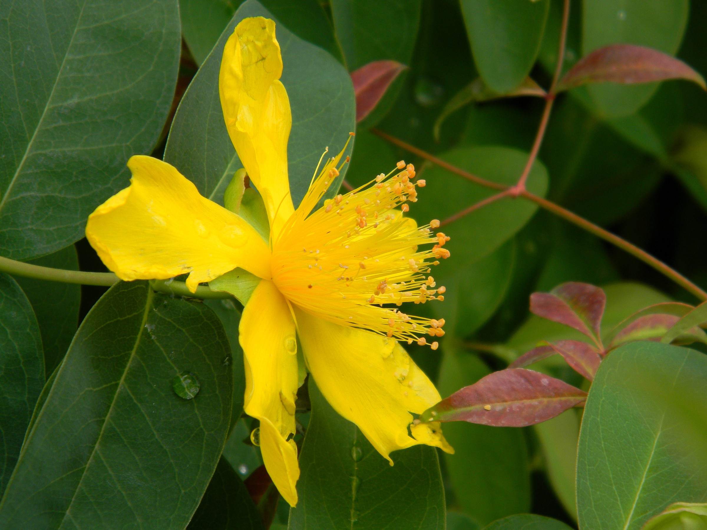 ipperico (from my garden)